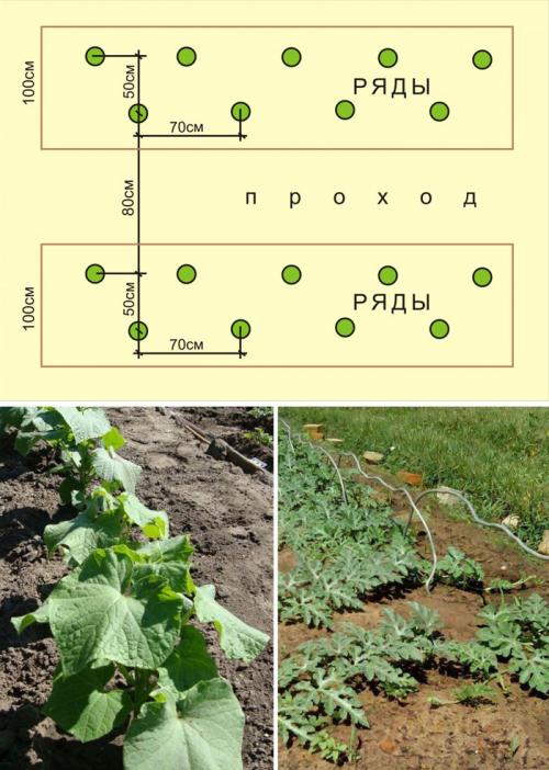 Как выращивать арбузы и дыни. Посадка дынь и арбузов в открытый грунт и теплицу, уход