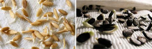 Как выращивать арбузы и дыни. Посадка дынь и арбузов в открытый грунт и теплицу, уход