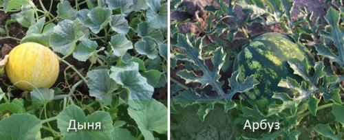 Как выращивать арбузы и дыни. Посадка дынь и арбузов в открытый грунт и теплицу, уход
