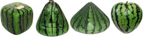 Краткая история северного бахчеводства. Что взять в осенний поход? Советы по туристическому снаряжению для активного… 01