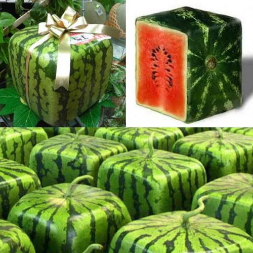 Краткая история северного бахчеводства. Что взять в осенний поход? Советы по туристическому снаряжению для активного… 04