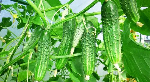 Огурцы для теплицы: как выбрать лучший сорт 04