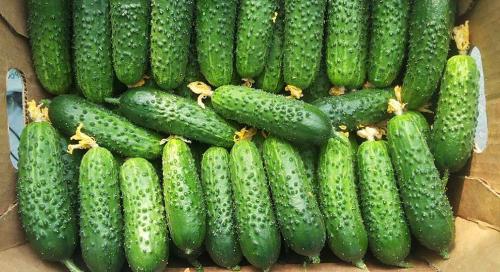 Огурцы для теплицы: как выбрать лучший сорт 03