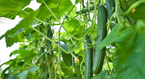 Огурцы для теплицы: как выбрать лучший сорт 02