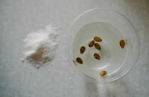 Как вырастить арбуз из семечки. Как правильно сеять семена арбуза на рассаду