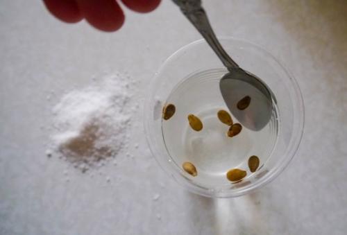 Как вырастить арбуз из семечки. Как правильно сеять семена арбуза на рассаду