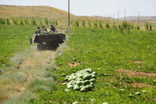 Астраханские арбузы. 