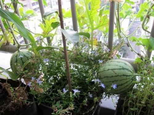 Как вырастить арбуз на даче. Арбузы в открытом грунте от А до Я. 03