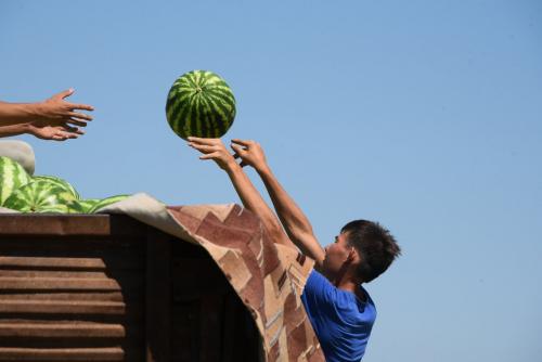 Особенности выращивания астраханских арбузов. Описание сорта 04