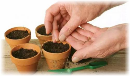 Как вырастить арбуз из семечки дома. Выбор сорта и посев семян