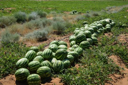 Особенности выращивания астраханских арбузов. Описание сорта 03