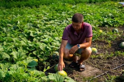 Астраханский арбуз википедия. Квадратные не берите. Что нужно знать об астраханском арбузе?
