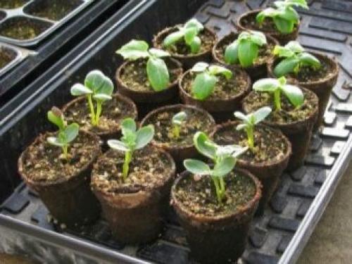 Как вырастить рассаду арбузов в домашних условиях. Выращивание рассады 13