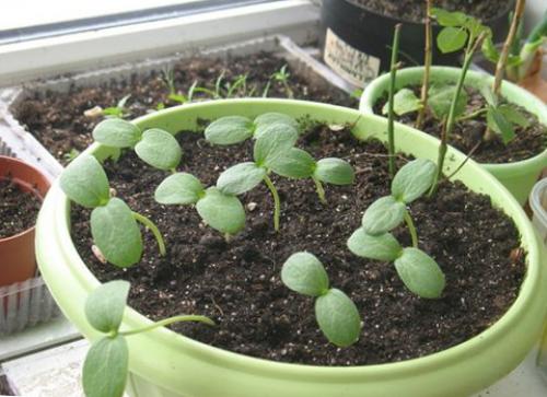 Как вырастить арбуз дома из семечки. Как посадить арбуз из косточки