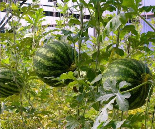 Как правильно посадить рассаду арбузов. Когда сеять, какие сорта выбрать?