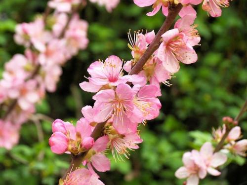 Южный гость в средней полосе. Миндаль в средней полосе