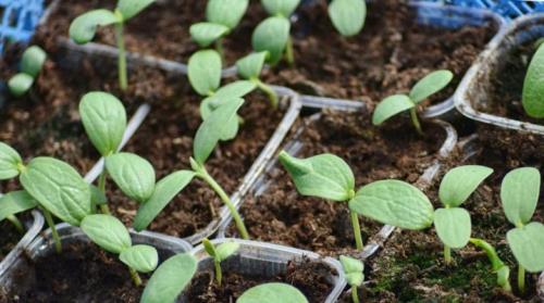 Рассада арбуза вытянулась, что делать. Выращивание арбуза на рассаду