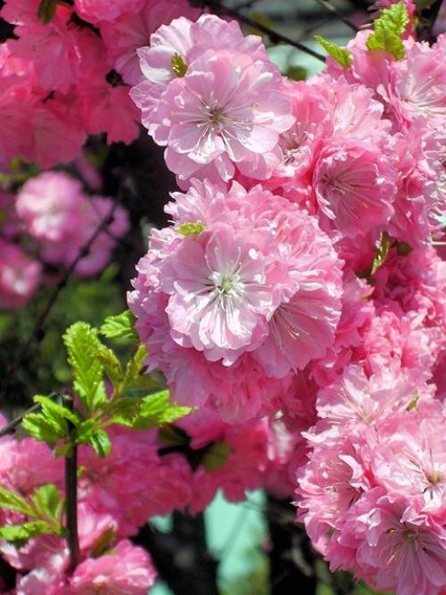 Южный гость в средней полосе. Миндаль в средней полосе