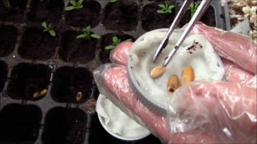 Как вырастить дыню в средней полосе. Подготовка семян к посадке