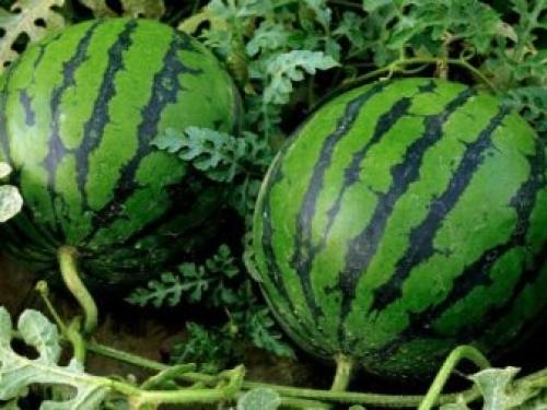 Как вырастить рассаду арбузов в домашних условиях. Выращивание рассады 14