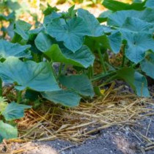 Горькие огурцы, что делать. Как избежать горечи