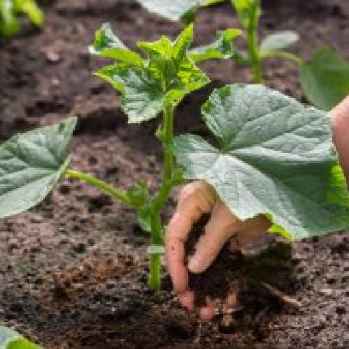 Горькие огурцы, что делать. Как избежать горечи