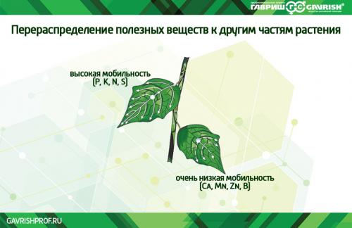 Вкусный и полезный рецепт: Пекинская капуста с грибами 11 Вкусный и полезный рецепт: Пекинская капуста с грибами 11