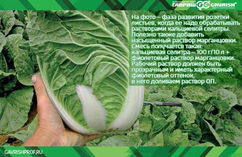 Вкусный и полезный рецепт: Пекинская капуста с грибами 10 Вкусный и полезный рецепт: Пекинская капуста с грибами 10