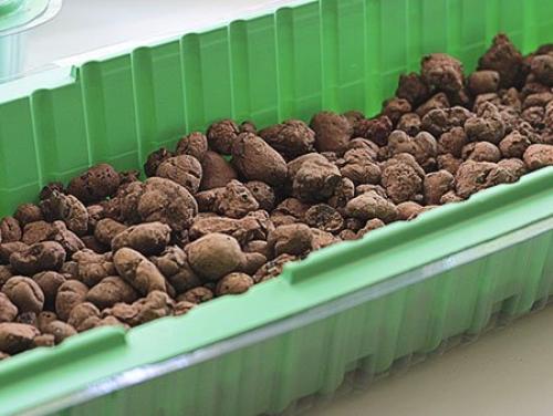 Как вырастить дома базилик. Что понадобится для выращивания базилика