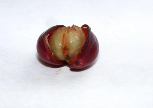 Почва для кофейного дерева в домашних условиях. Общее описание