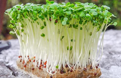 Как вырастить дома микрозелень. Микрозелень дома – 6 простых способ выращивания