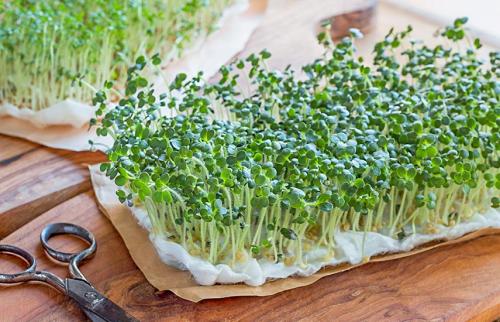 Как вырастить дома микрозелень. Микрозелень дома – 6 простых способ выращивания