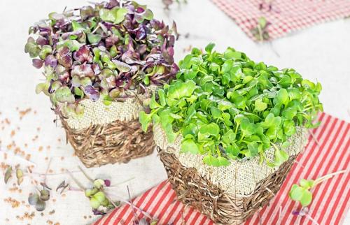 Как вырастить дома микрозелень. Микрозелень дома – 6 простых способ выращивания