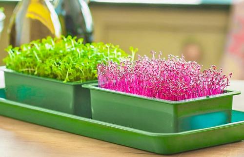 Как вырастить дома микрозелень. Микрозелень дома – 6 простых способ выращивания