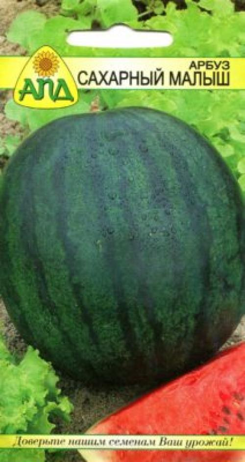 Как вырастить арбуз и дыню в средней полосе России. Лучшие сорта арбузов для средней полосы