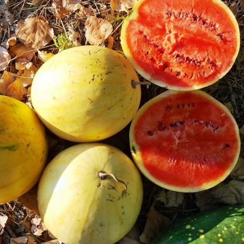 Крупные сорта арбузов. Самые вкусные арбузы и описание