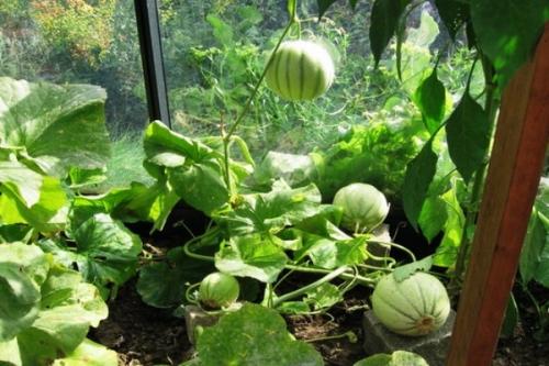 Сколько зреет арбуз в теплице. Посев семян и выращивание рассады.