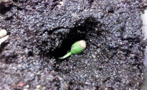 Как вырастить кофейное дерево своими руками. Выращивание кофейного дерева из зерен 05 Как вырастить кофейное дерево своими руками. Выращивание кофейного дерева из зерен 05