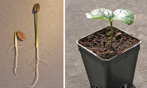 Почва для кофейного дерева в домашних условиях. Выращивание кофейного дерева из семян