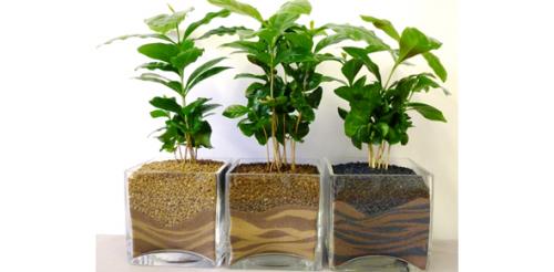 Как вырастить кофейное дерево своими руками. Выращивание кофейного дерева из зерен 13