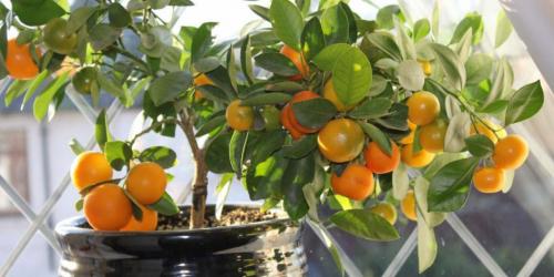 Как вырастить дома кофейное дерево. Как самостоятельно вырастить кофейное дерево 03