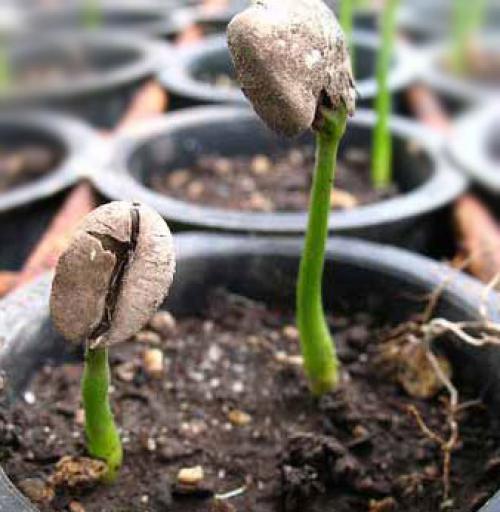 Как вырастить кофейное дерево своими руками. Выращивание кофейного дерева из зерен 02