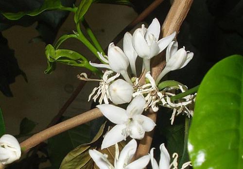 Как вырастить кофейное дерево своими руками. Выращивание кофейного дерева из зерен 17 Как вырастить кофейное дерево своими руками. Выращивание кофейного дерева из зерен 17