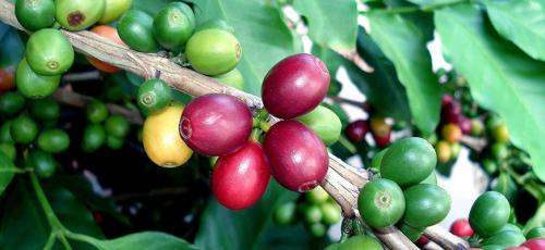 Как вырастить дома кофейное дерево. Как самостоятельно вырастить кофейное дерево