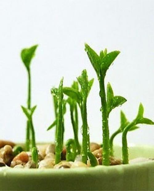 Как вырастить кофейное дерево своими руками. Выращивание кофейного дерева из зерен 06 Как вырастить кофейное дерево своими руками. Выращивание кофейного дерева из зерен 06