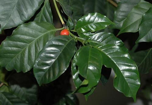 Как вырастить кофейное дерево своими руками. Выращивание кофейного дерева из зерен 15