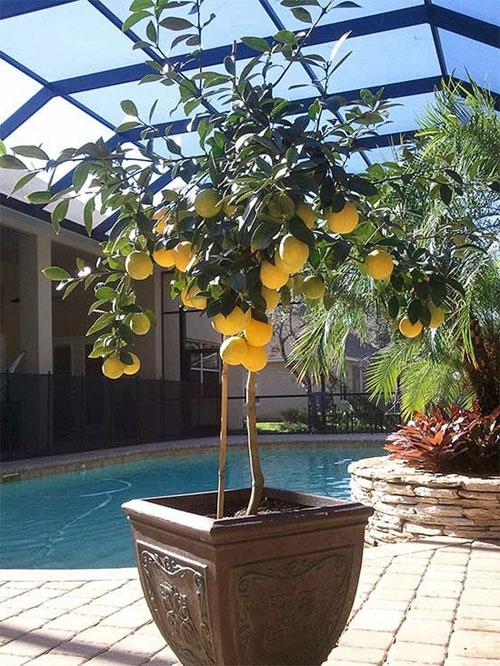 Как выращивать лимон в домашних условиях на подоконнике. Как вырастить лимон в домашних условиях – уход, обрезка, прививка