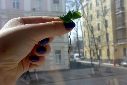 Как вырастить кофейное дерево своими руками. Выращивание кофейного дерева из зерен 11