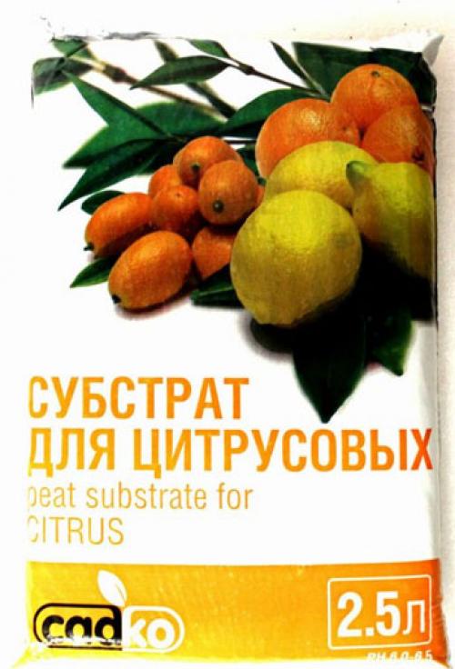 Как выращивать лимон в домашних условиях на подоконнике. Как вырастить лимон в домашних условиях – уход, обрезка, прививка
