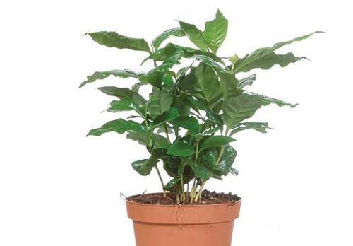 Как вырастить кофейное дерево своими руками. Выращивание кофейного дерева из зерен 16